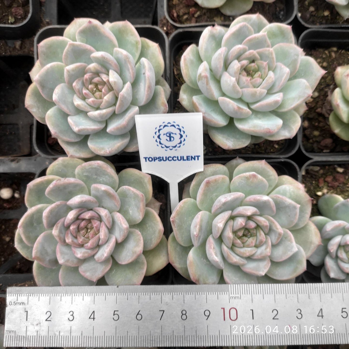 361390 グリーン ライト