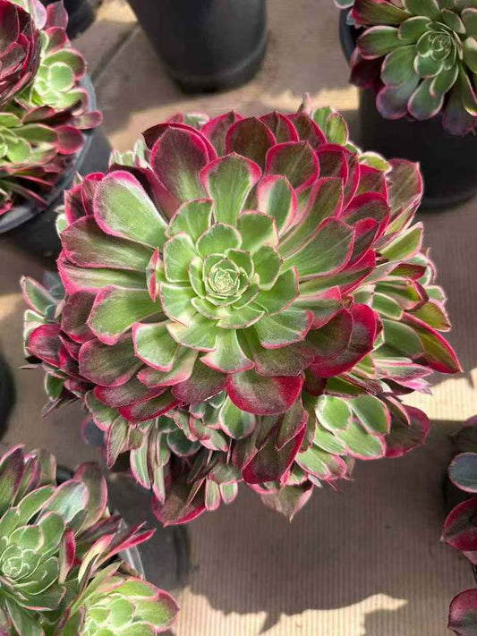 26586 カラーバースト