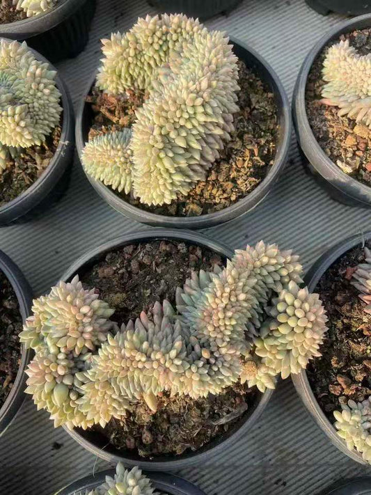 360708 エンジェルスフィンガー綴化