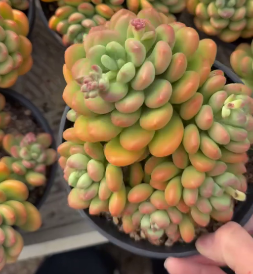 26526 サンシャイングレープ