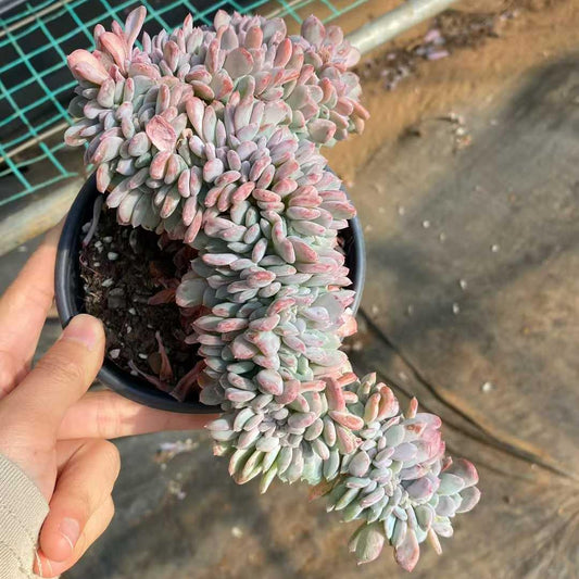 360415 カーニーリャン　クリスターター