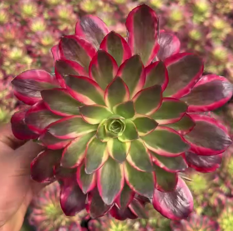 263571 ウィッシュ