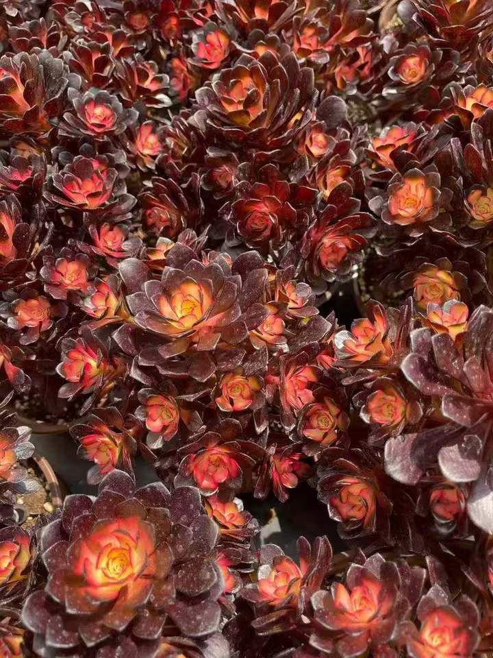 26550 アカシア パール薬錦