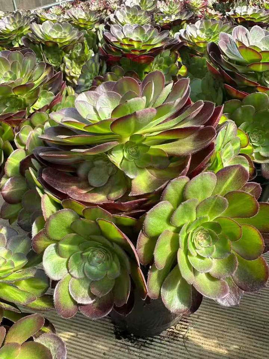 26594 アエオニウム　ハロウィン