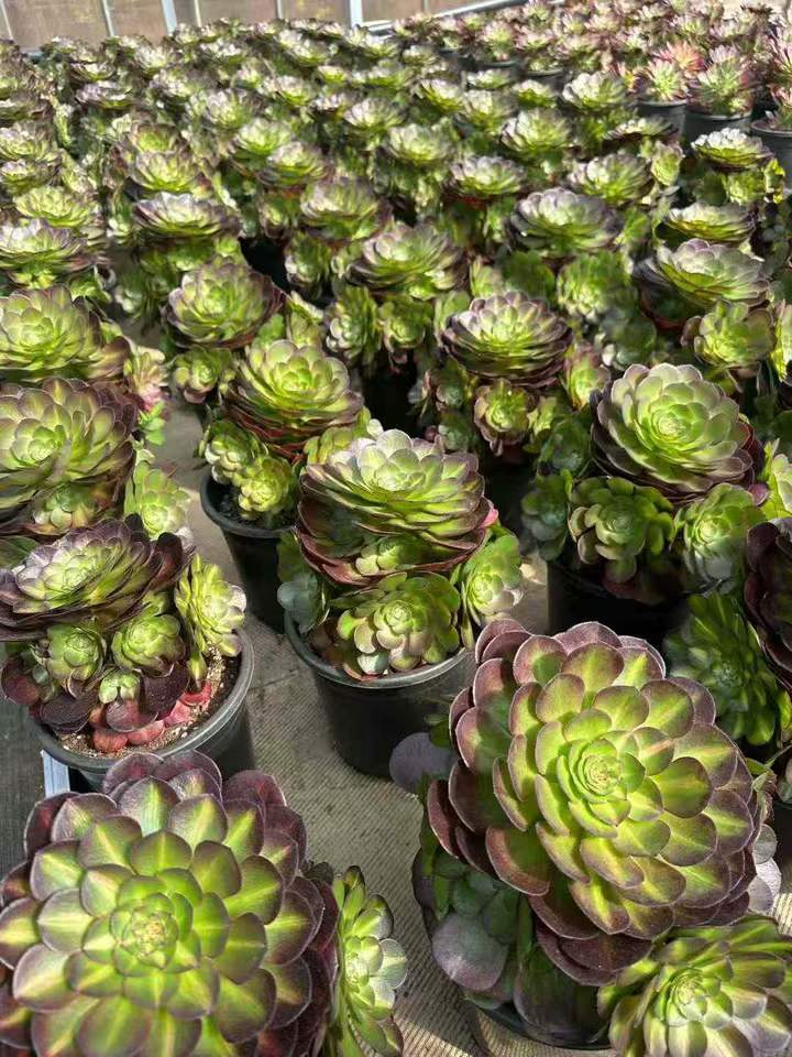 26594 アエオニウム　ハロウィン