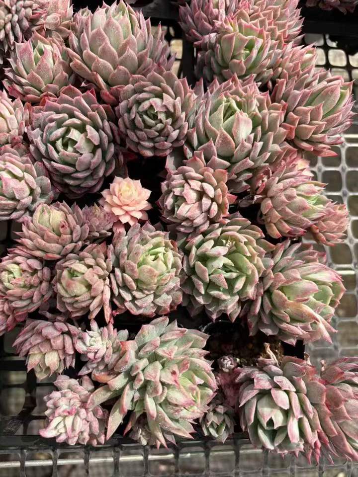 263881 ブラッド ブルアナ