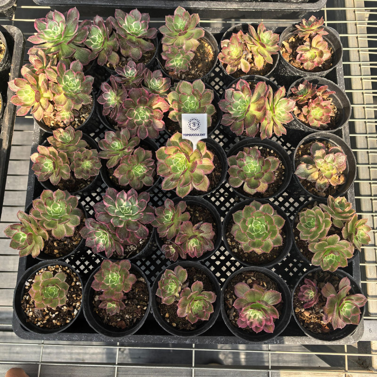 25889 アエオニウム カロフル　ランターンズ