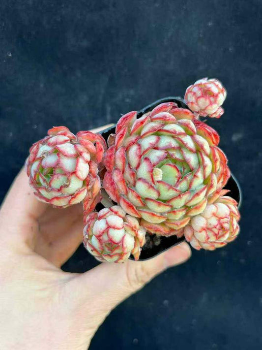 T26514 レッドバッド