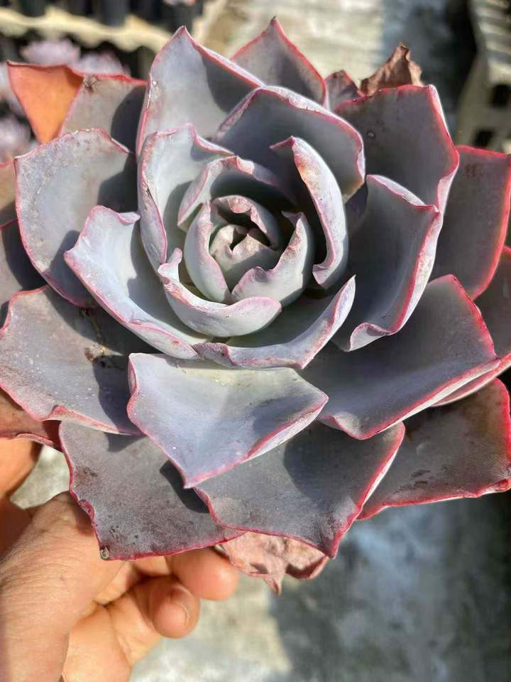 26598 アフターグロー