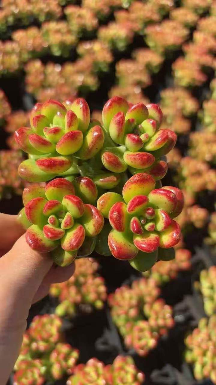 263191 丸葉松之綠