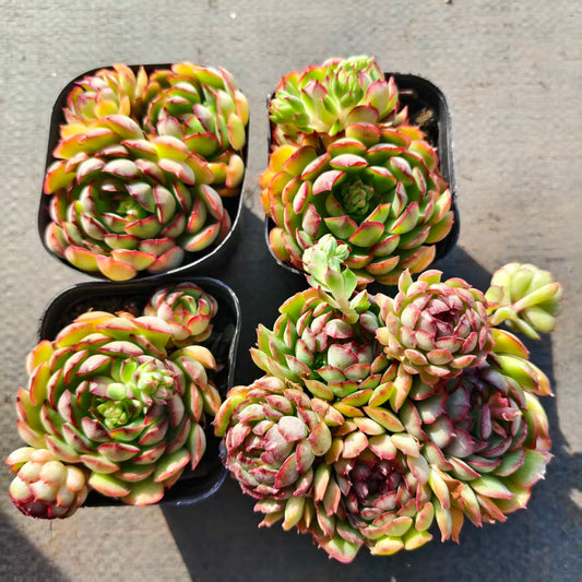 T26514 レッドバッド