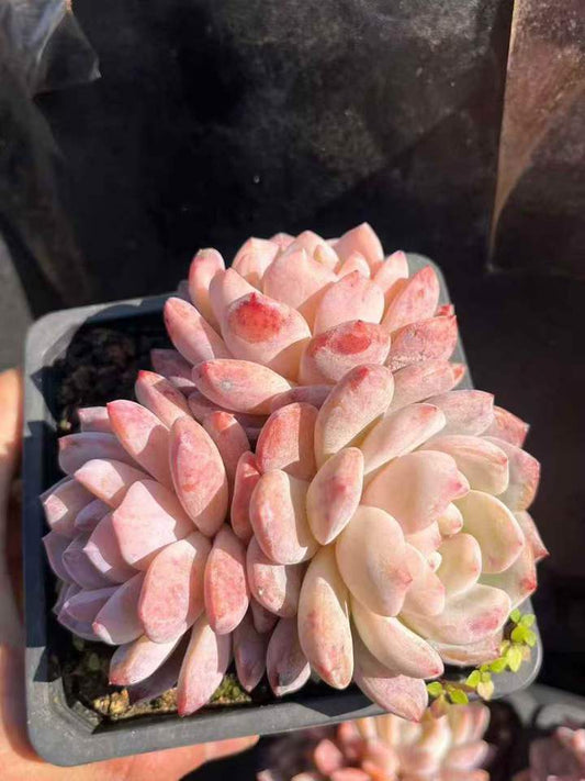 262901 オレンジモンロー