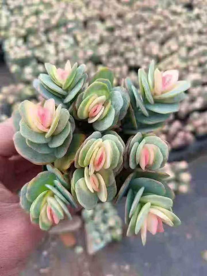 26487 マルニエリアナ薬錦