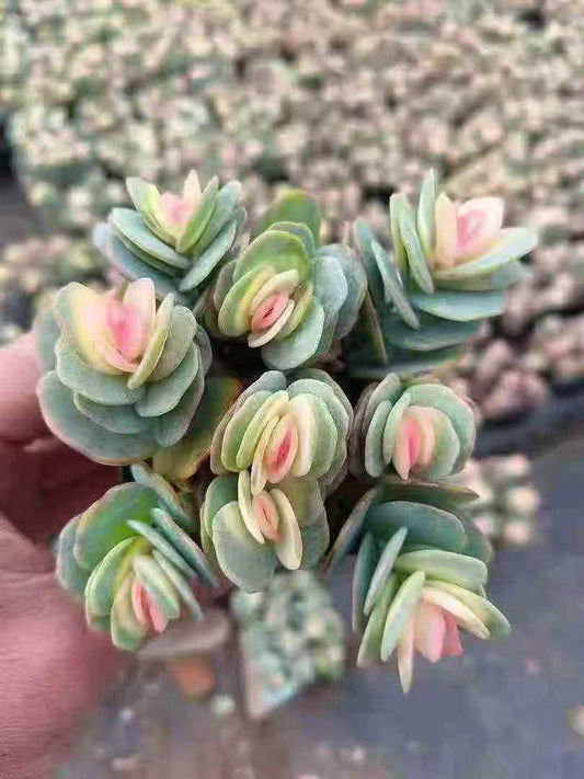 26487 マルニエリアナ薬錦