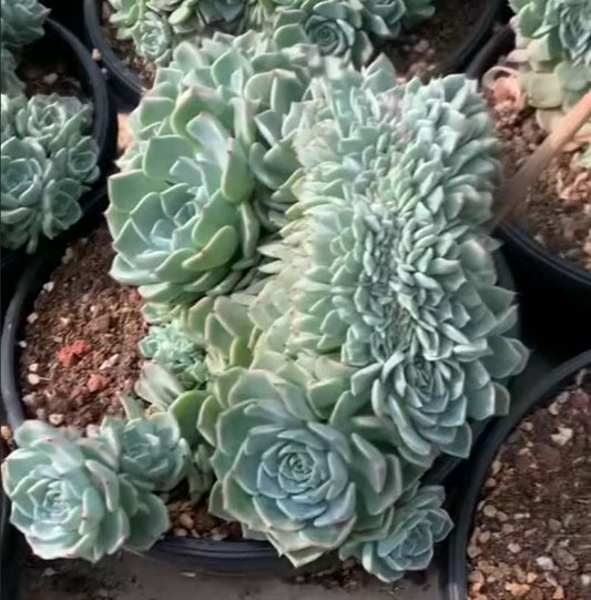 264011 サラヒメ綴化