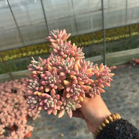 360237 フランチェスコバルディ