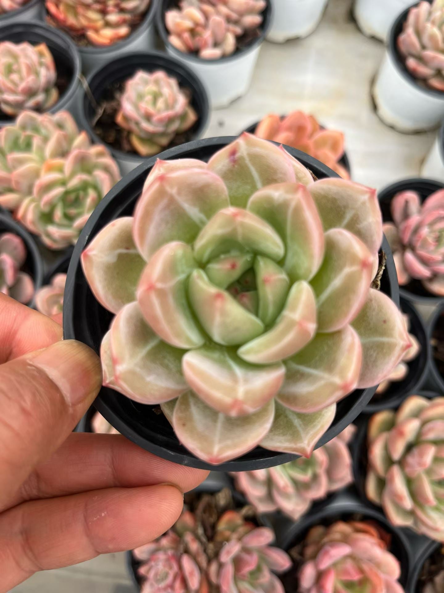14939 オレンジモンローQ（9cm pot)