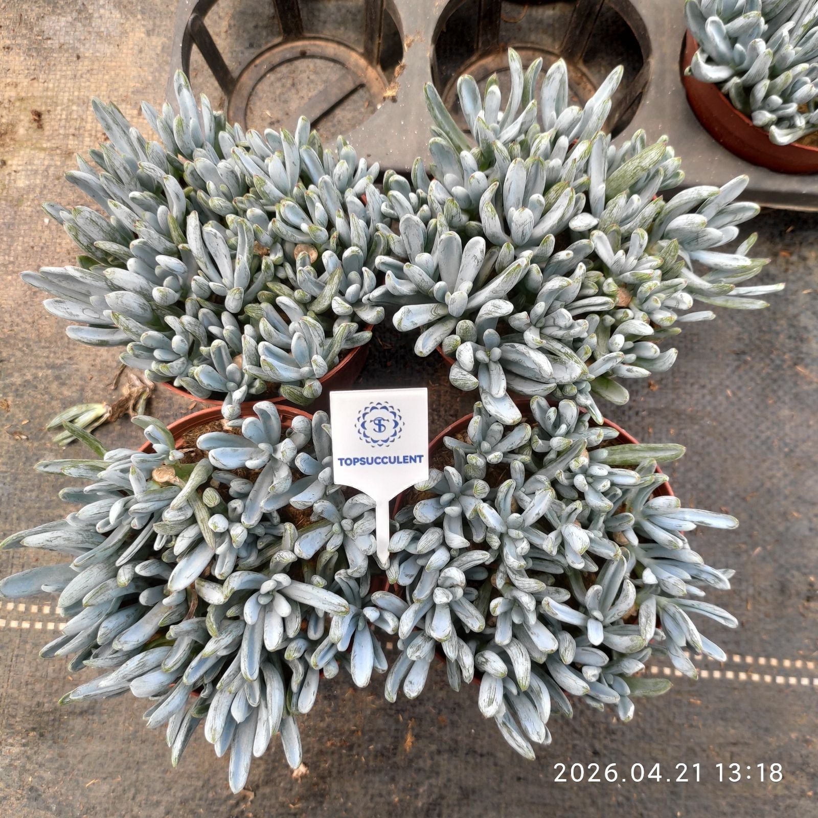 セネシオ – Top Succulent®