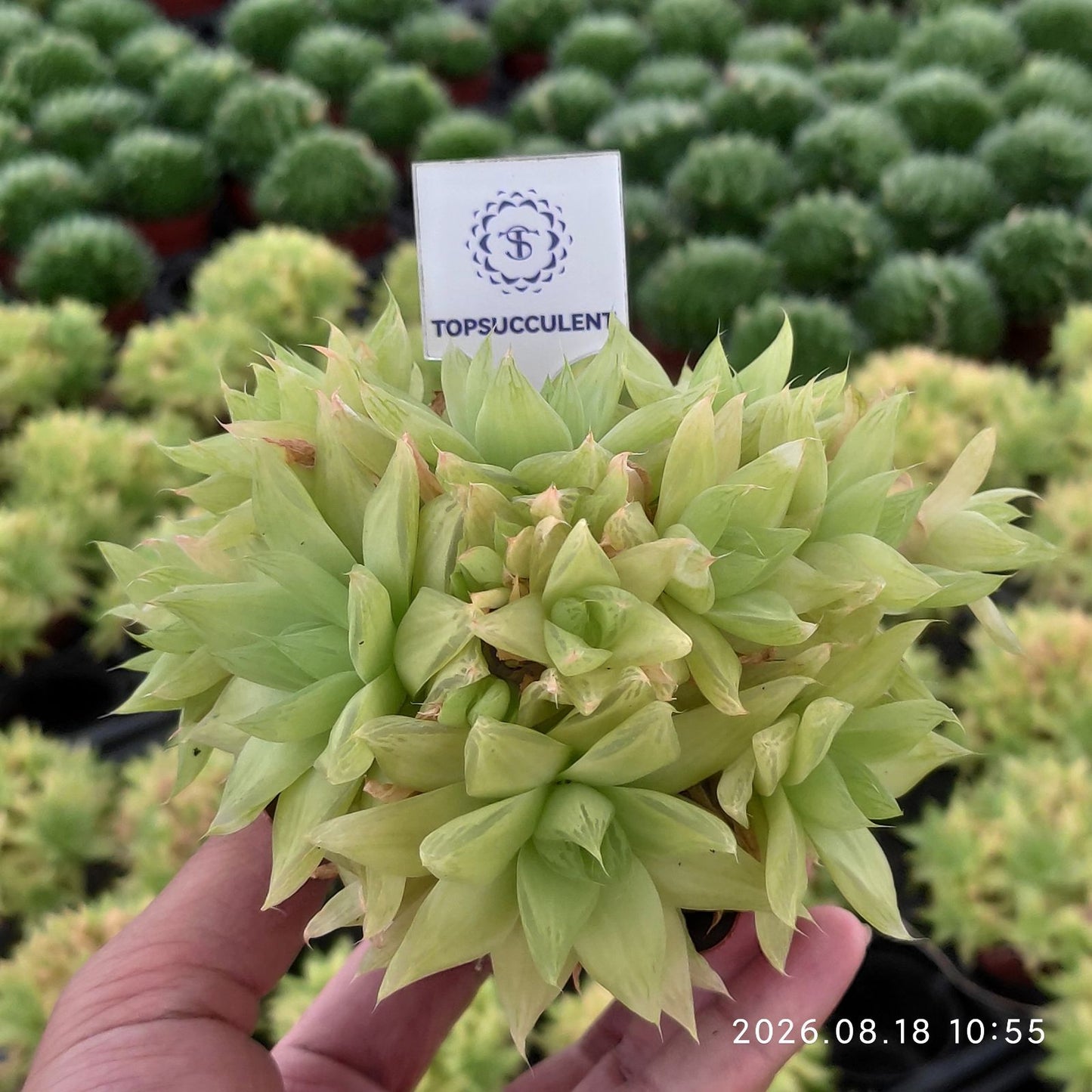 16358 ハオルチア・京の華錦