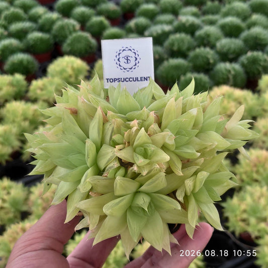 16358 ハオルチア・京の華錦
