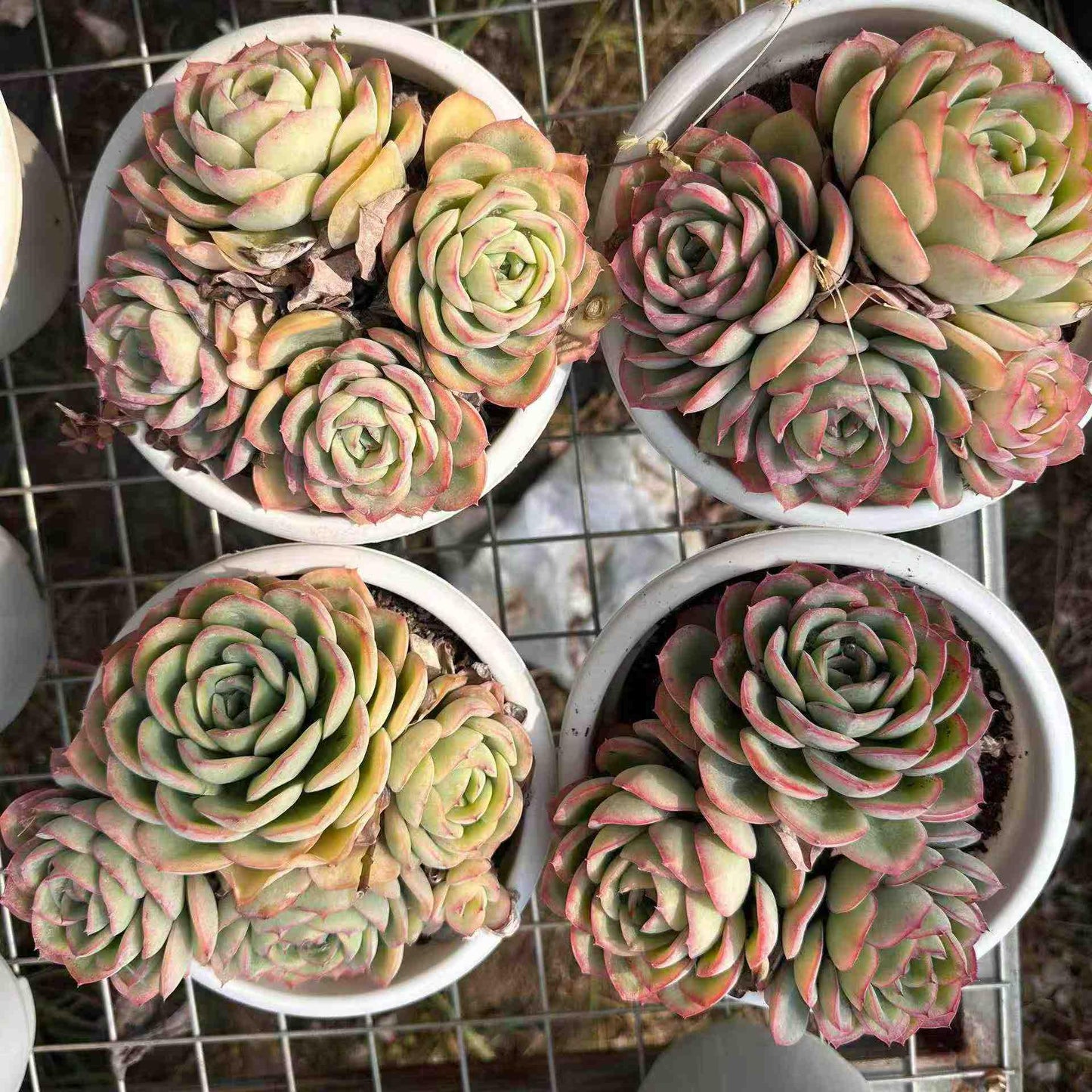 360052 モーニングデュー