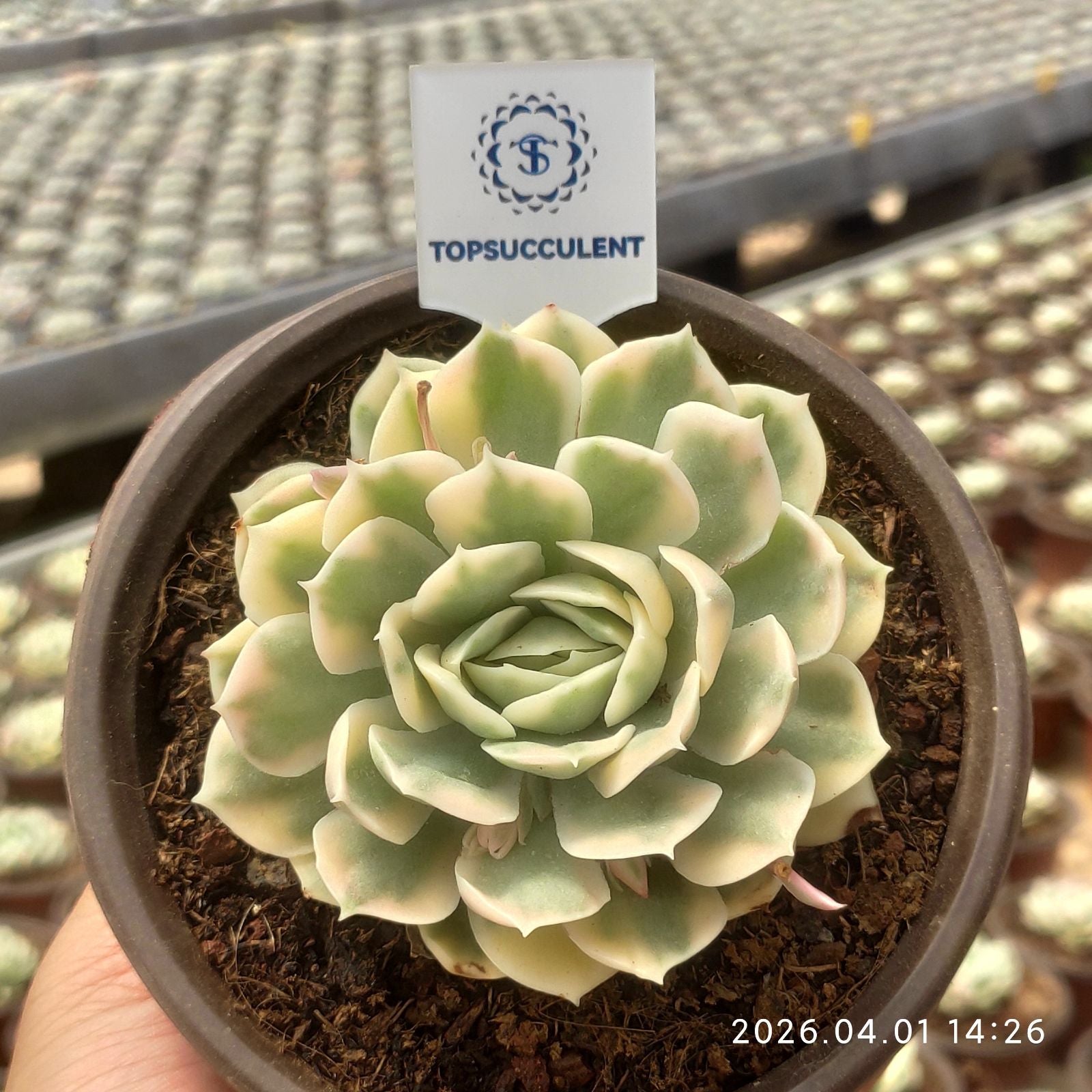 精選 Succulent® Top 0 単頭 TOPSUCCULENT 1 ホワイトミニマ錦 10個