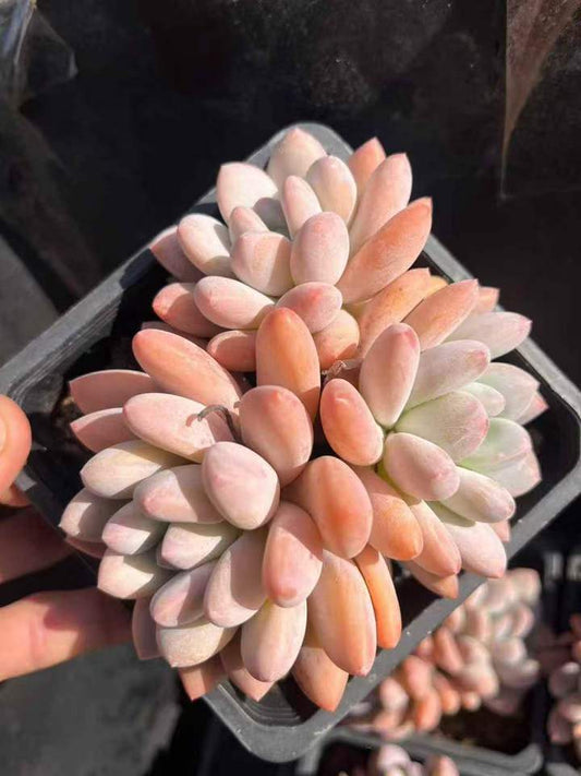 262941 フレーベル