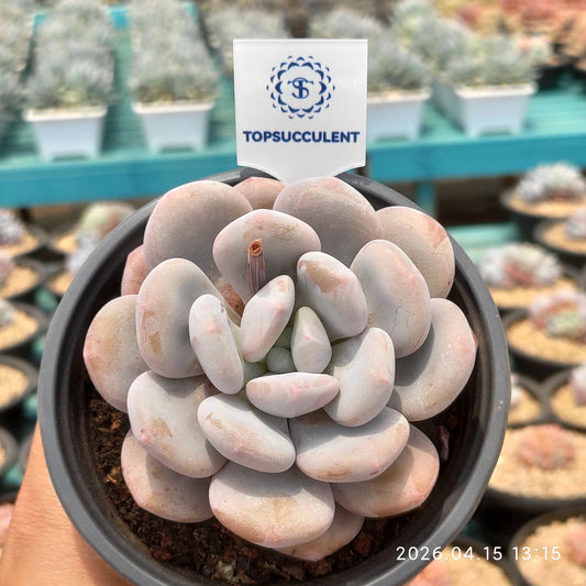 361566 ミコ ドリーム