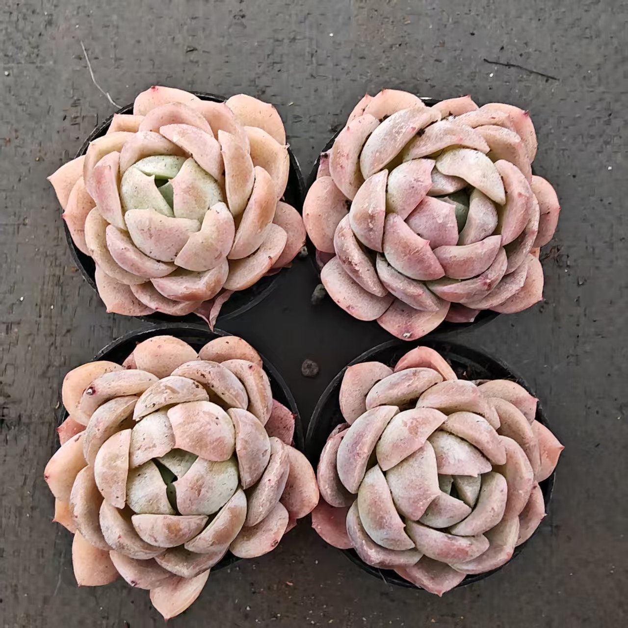 22700 シシリーHyb