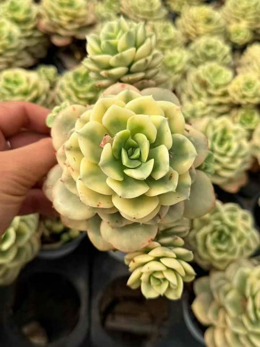 26477 ニックサラ錦