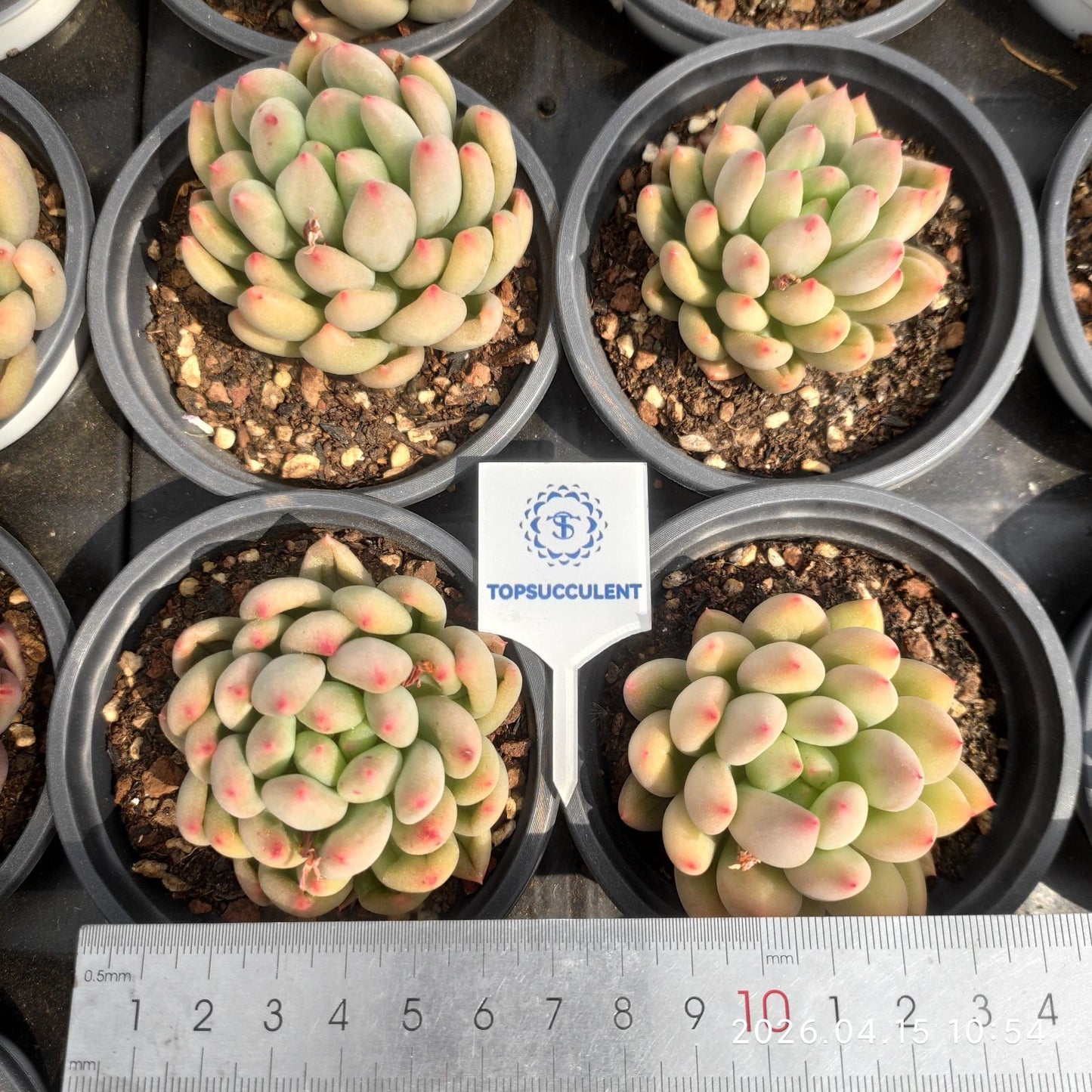 361542 イェオンジャー