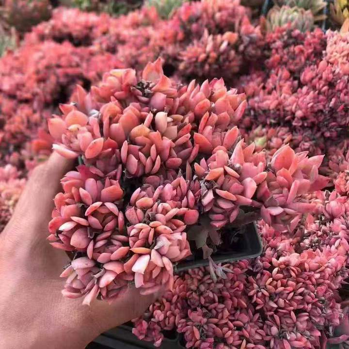 263481 ルエラ綴化