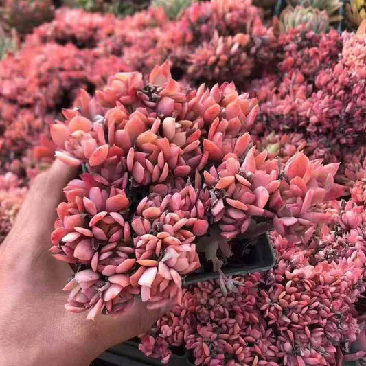 263481 ルエラ綴化