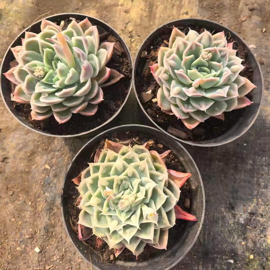 24313 アイス　レーン