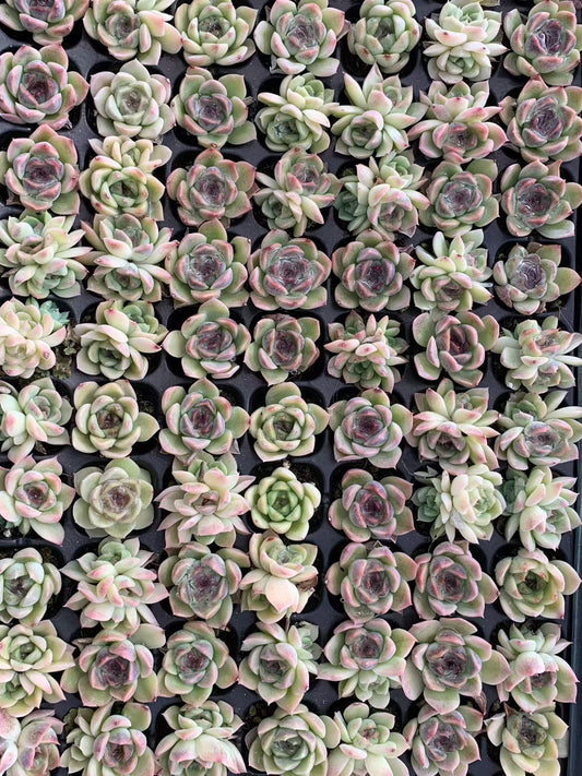25449 スジョン