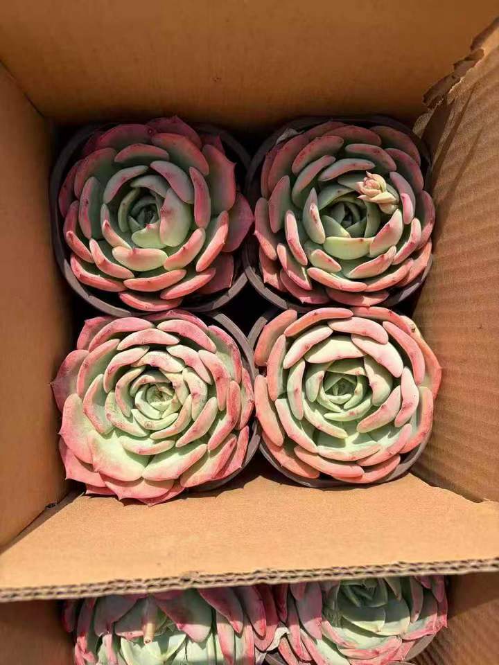 263231 スウィーツプリンセス