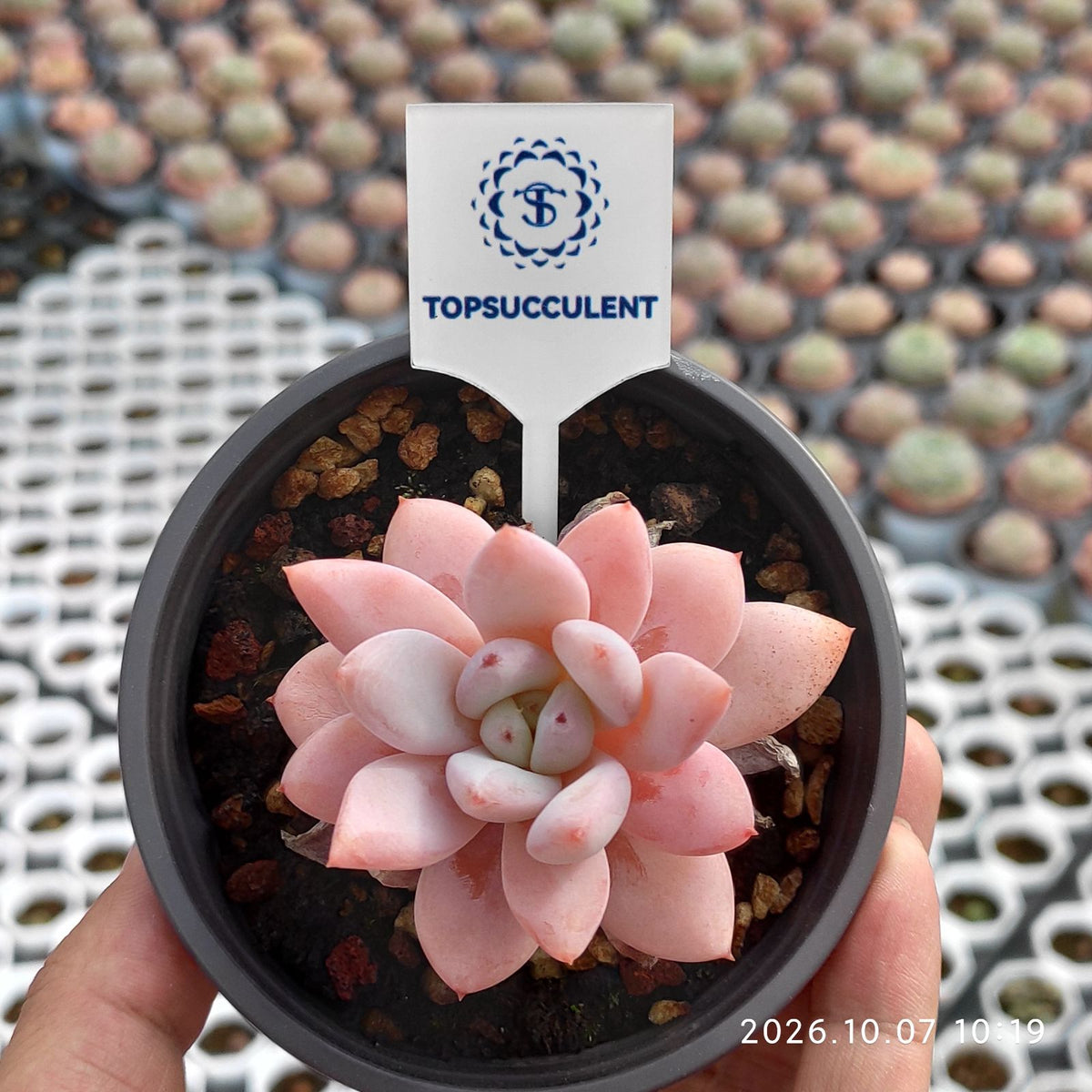 18576 スパーク　スノー