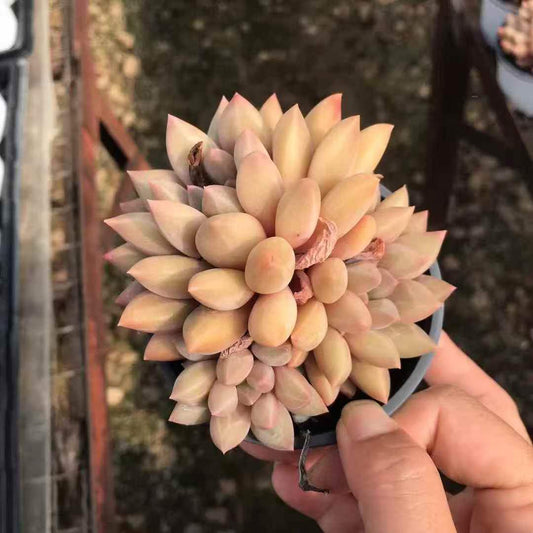 265536 クリスタル ボール