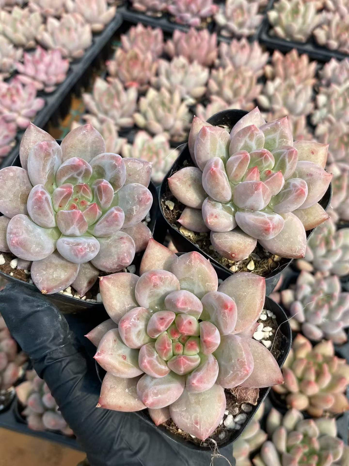 362769 クリスタル ボール