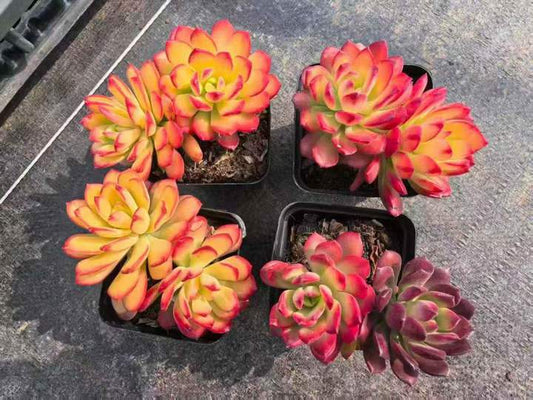 262981 ミニベル錦