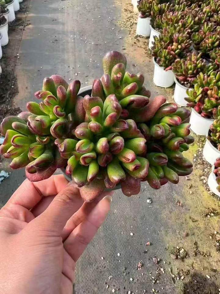 263051 オバタ ‘ホビット’