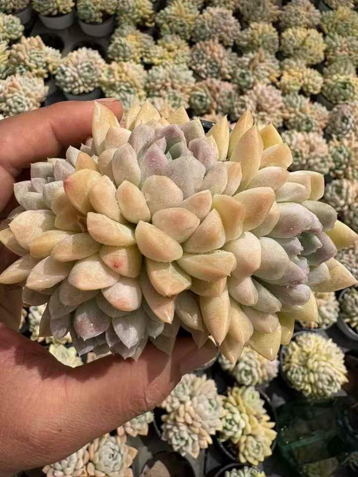 263921 クリームビューティー