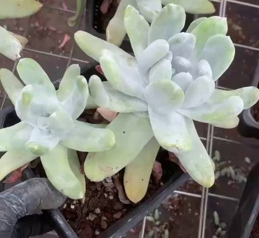 265494 パキフィツム