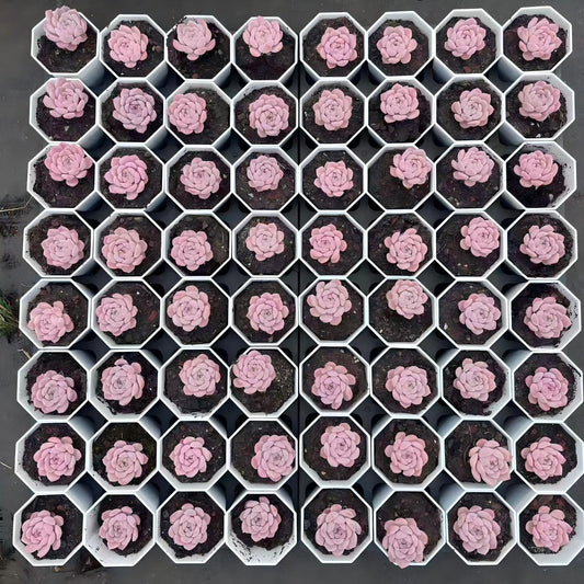 YBB190 アメイジンググレイス（7cm pot）