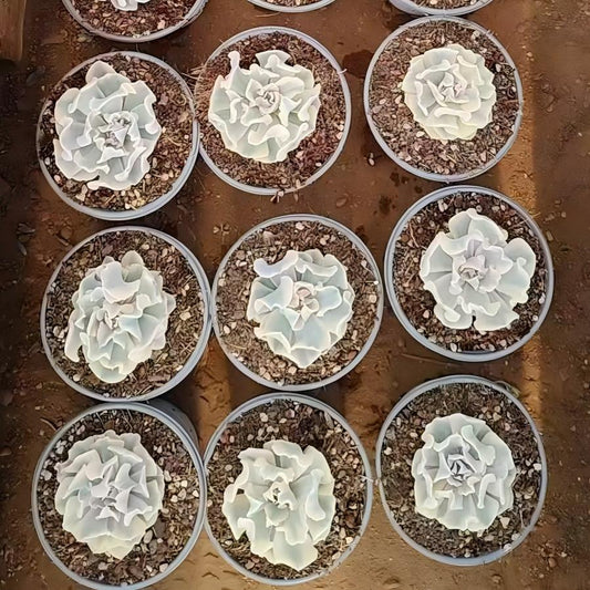 T26450 リベリア錦