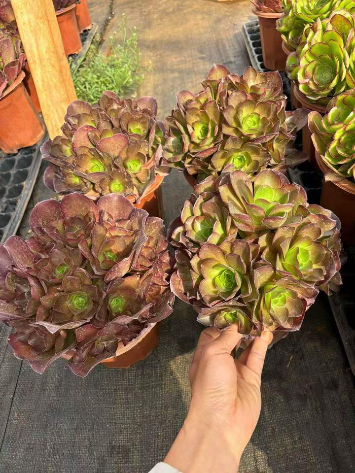 263831 チャーム　ゴールド