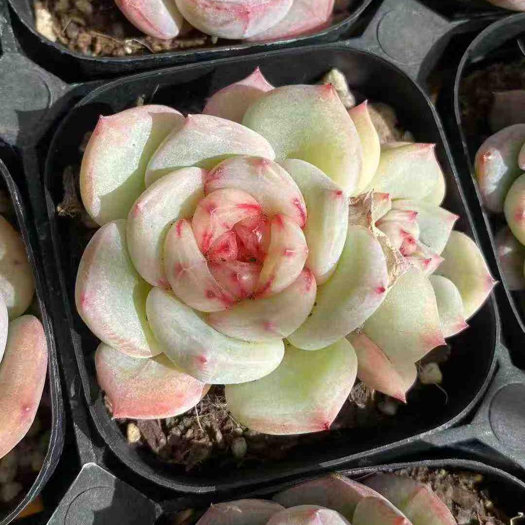 360015 ラブシック　エンジェル