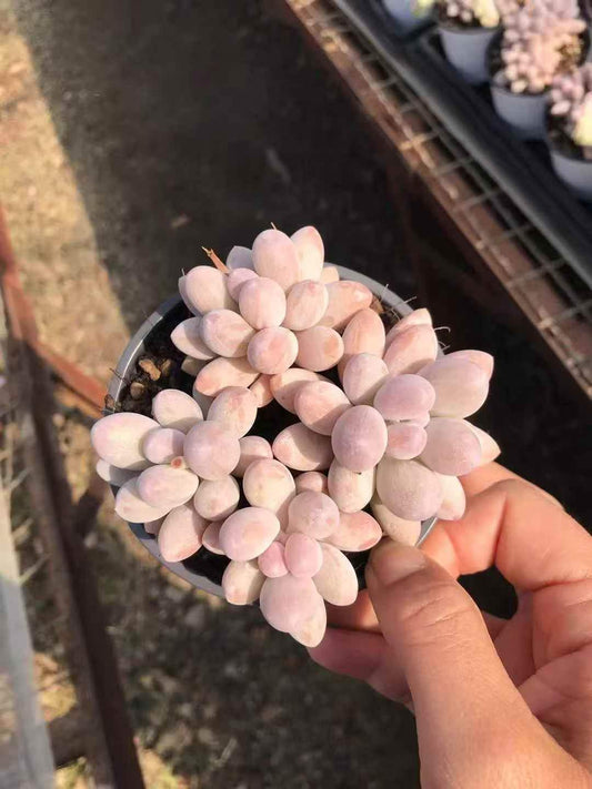 265292 オレンジスノーボール