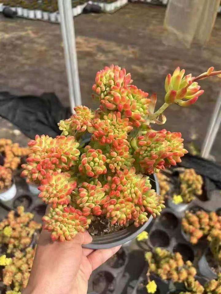 263071 アリス　エブンズ綴化