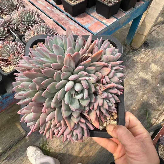 360029 コンステレーション